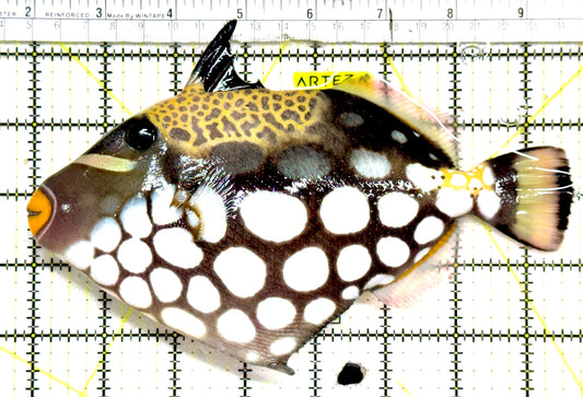 Clown Triggerfish CT061201 WYSIWYG Size: XXL 7.75" approx