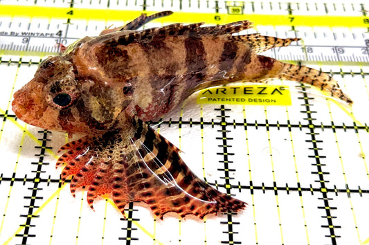 Fuzzy Dwarf Lionfish FDL061301 WYSIWYG Size: L 4" approx
