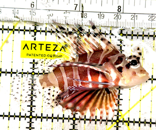 Dwarf Zebra Lionfish DZL061304 WYSIWYG Size: L 3" approx