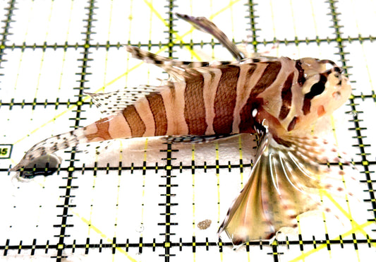 Dwarf Zebra Lionfish DZL061301 WYSIWYG Size: L 3.5" approx