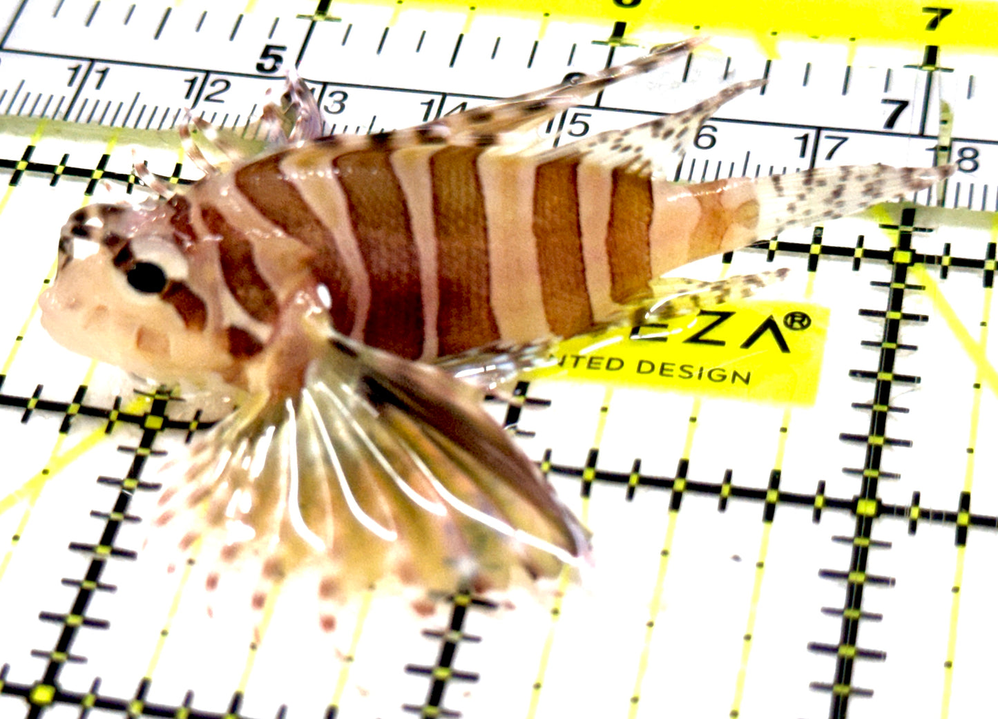 Dwarf Zebra Lionfish DZL061302 WYSIWYG Size: M 2.5" approx