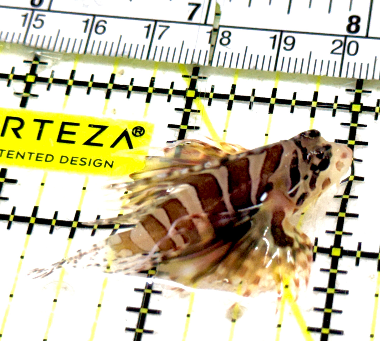 Dwarf Zebra Lionfish DZL061303 WYSIWYG Size: S 1.75" approx