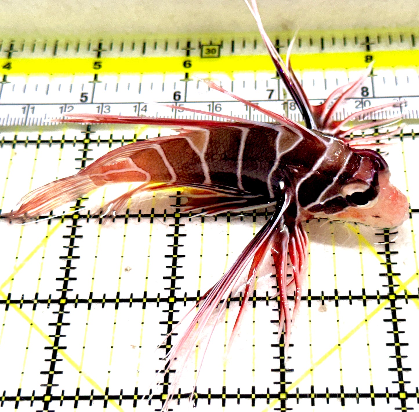 Radiata Lionfish RL061301 WYSIWYG Size: ML 4" approx