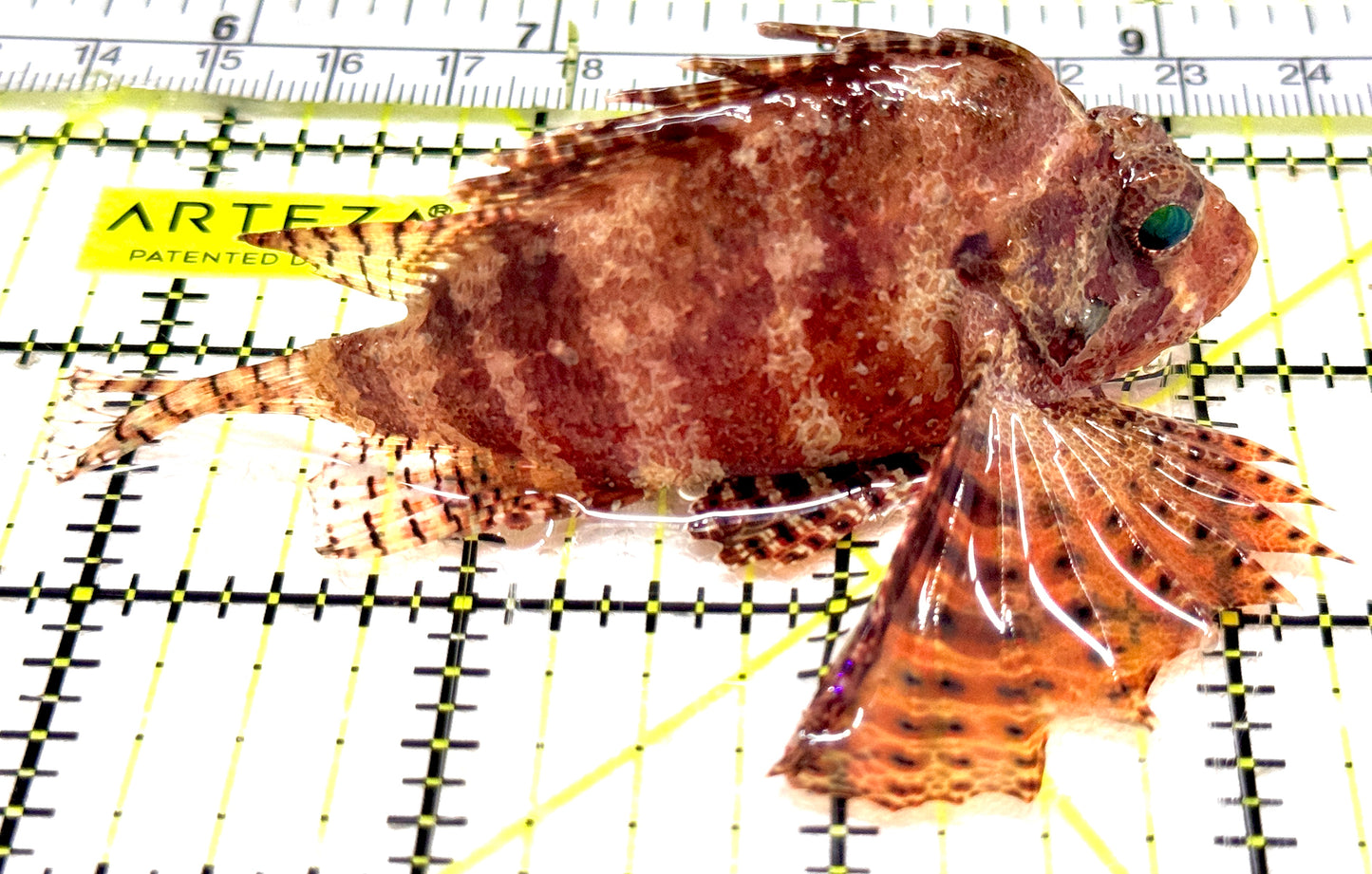 Fuzzy Dwarf Lionfish FDL061303 WYSIWYG Size: L 3.5" approx