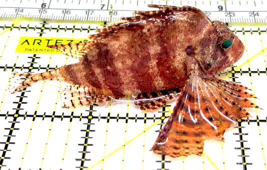 Fuzzy Dwarf Lionfish FDL061303 WYSIWYG Size: L 3.5" approx