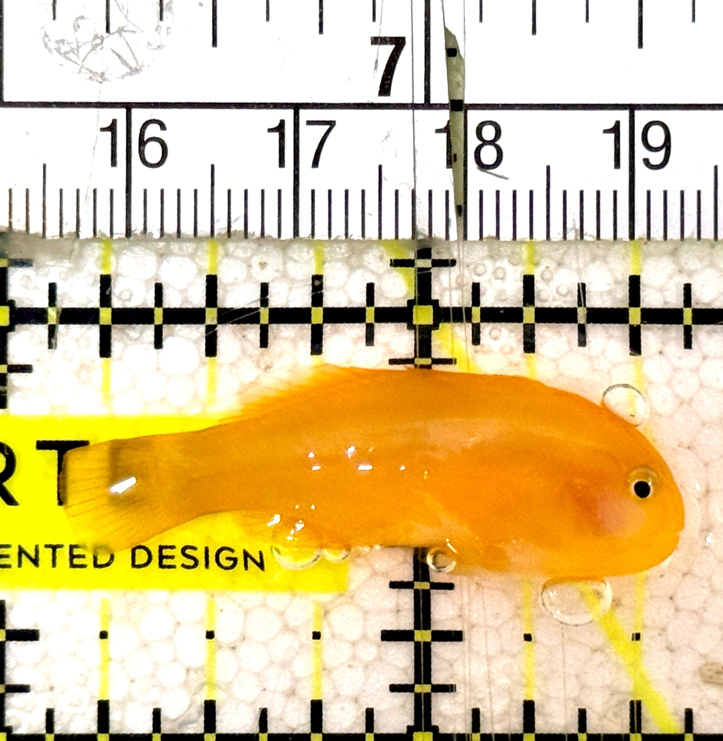 Yellow Clown Goby YCG061302 WYSIWYG Size: S 1.25" approx