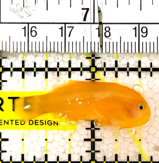 Yellow Clown Goby YCG061302 WYSIWYG Size: S 1.25" approx