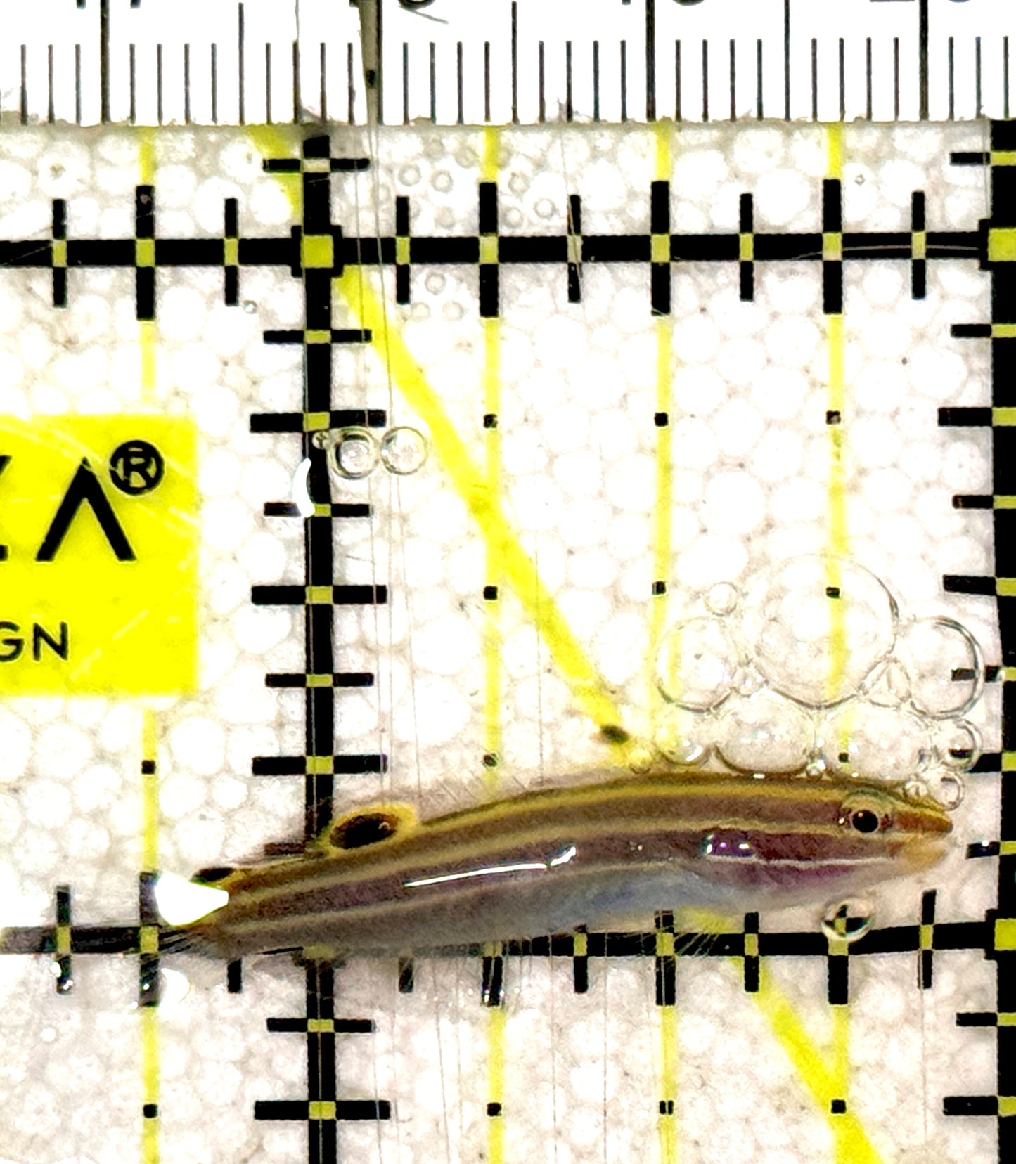Hector's Goby HG061301 WYSIWYG Size: S 1.25" approx