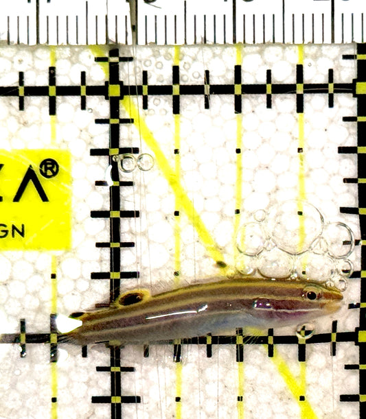 Hector's Goby HG061301 WYSIWYG Size: S 1.25" approx