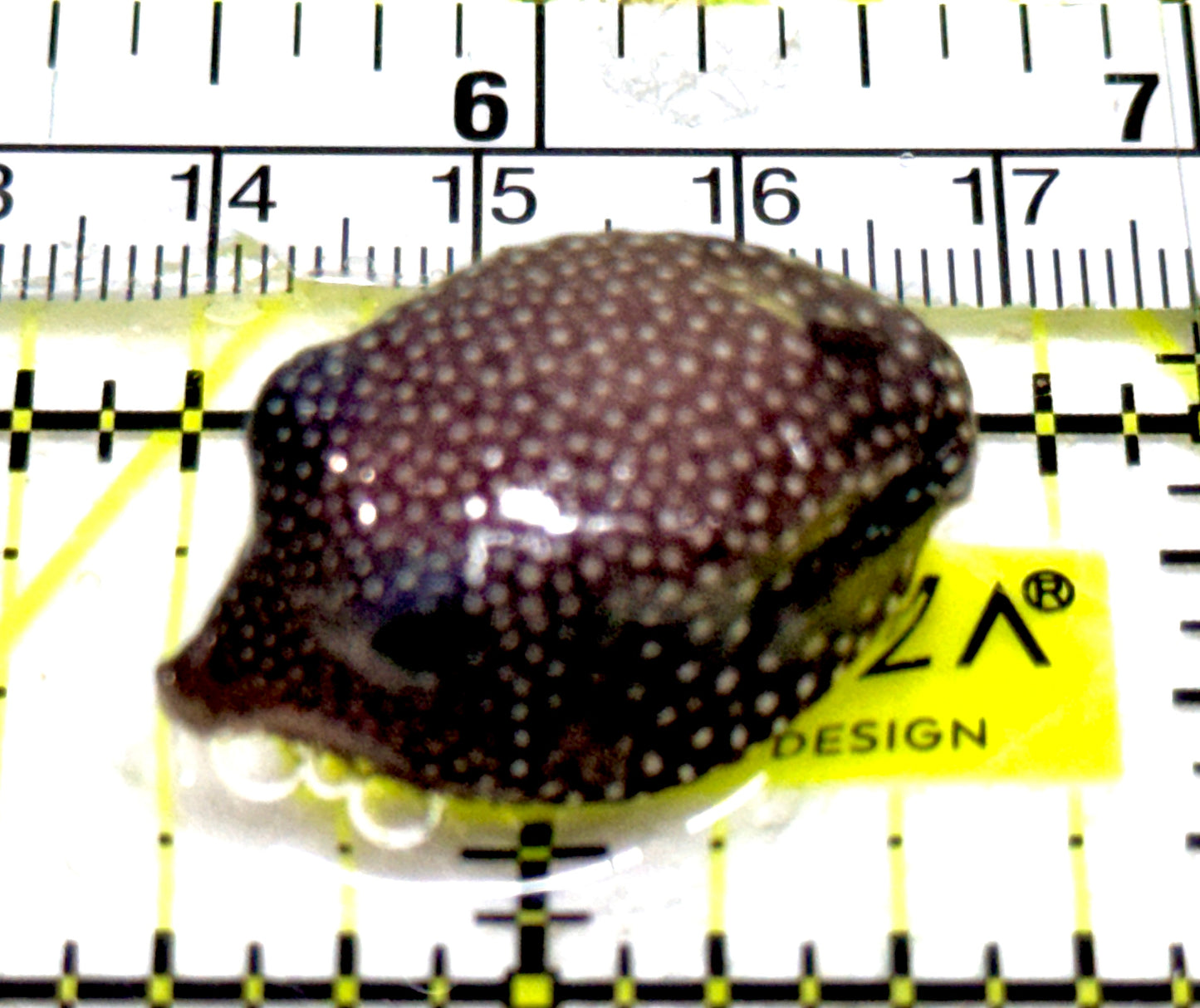 Whitespotted Boxfish Female WBF061301 WYSIWYG Size: S 1" approx