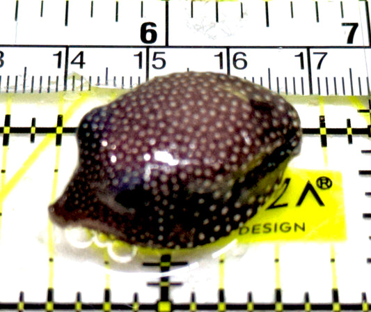 Whitespotted Boxfish Female WBF061301 WYSIWYG Size: S 1" approx