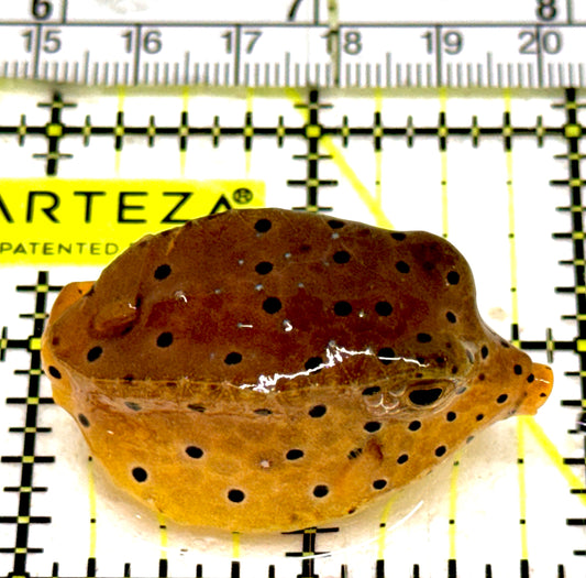 Yellow Polka Dot Boxfish YPDB061302 WYSIWYG Size: S 2" approx
