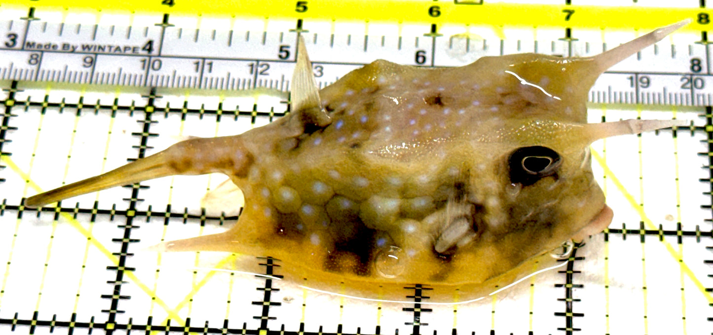 Longhorn Cowfish LC061301 WYSIWYG Size: XL 4.75" approx