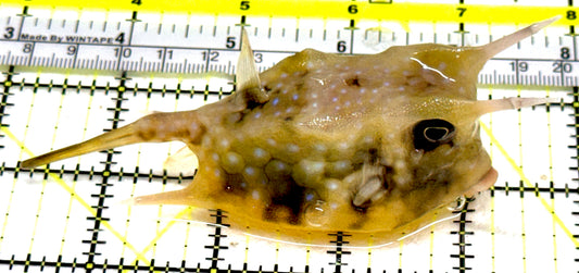 Longhorn Cowfish LC061301 WYSIWYG Size: XL 4.75" approx