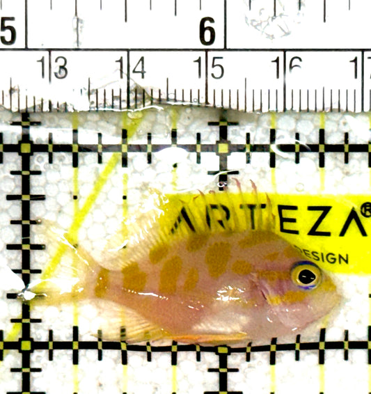 Borbonius Anthias BA061301 WYSIWYG Size: S 1.5" approx