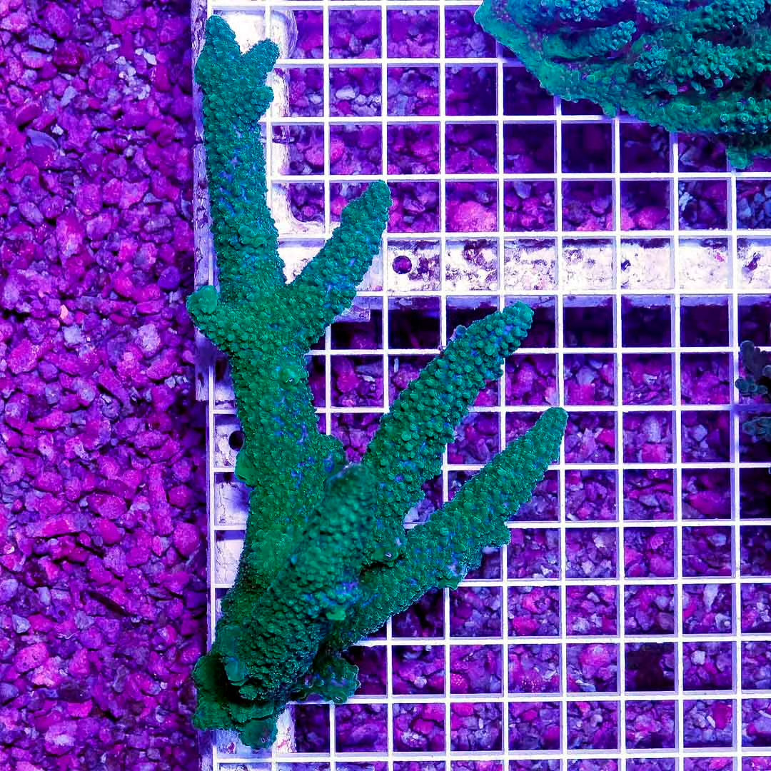 Neon Aussie Acropora Mother Colony NAAMC082701  WYSIWYG