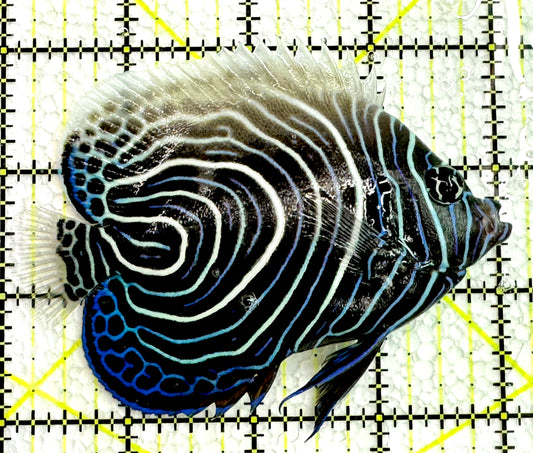 Emperor Angelfish Juvenile EAJ062504 WYSIWYG Size: L 4" approx