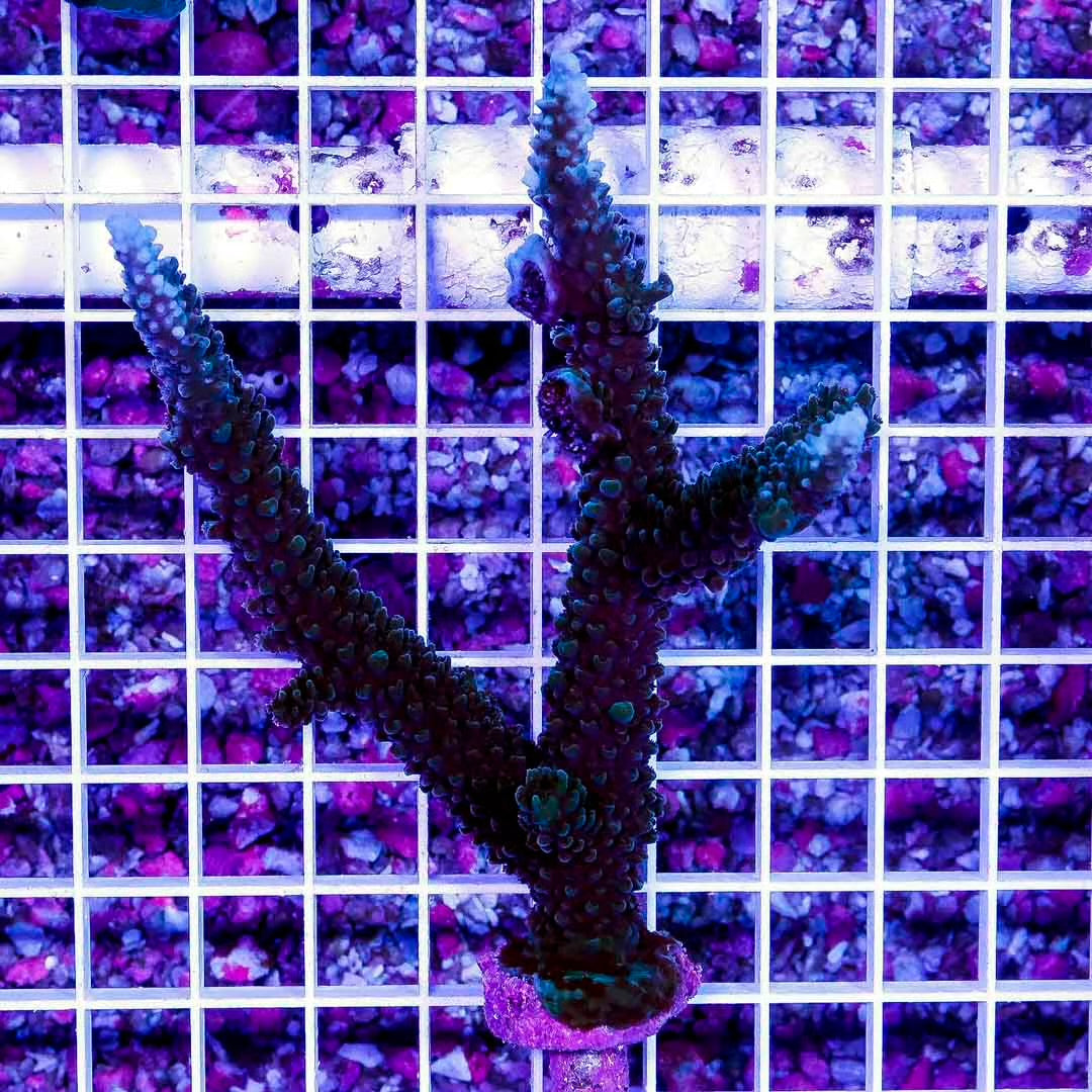 Neon Aussie Acropora Mother Colony NAAMC082702  WYSIWYG