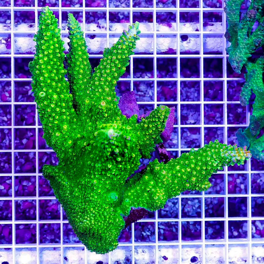 Neon Aussie Acropora Mother Colony NAAMC082703  WYSIWYG