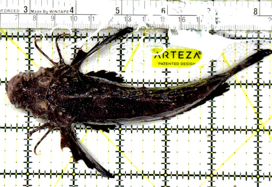 Twostick Stingfish TS061701 WYSIWYG Size: XL 5.75" approx