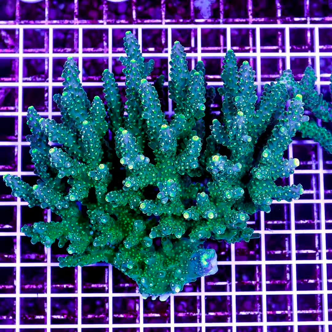 Neon Aussie Acropora Mother Colony NAAMC082704 WYSIWYG
