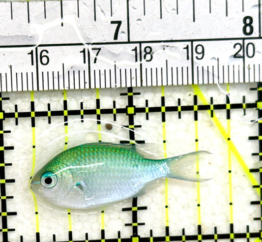 Green Chromis Fish GCF050502 WYSIWYG Size: S 1.5" approx