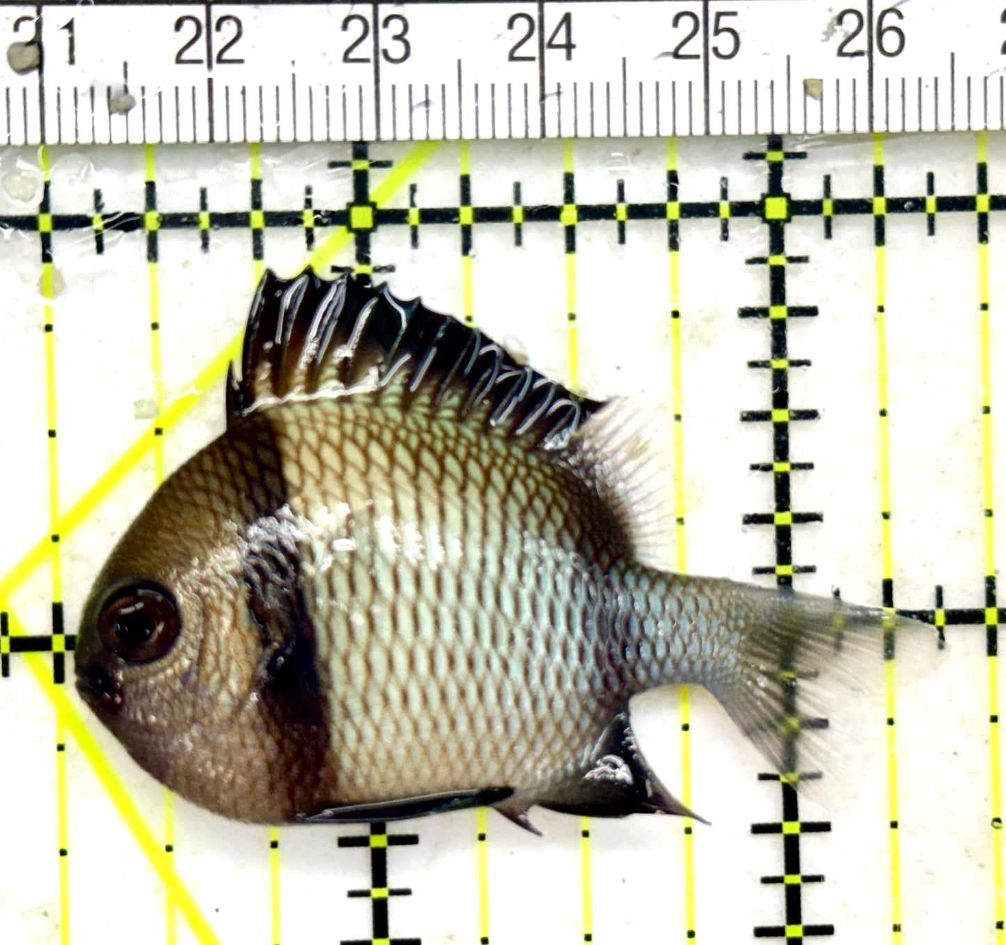 Two Stripe Damselfish TSD050501 WYSIWYG Size: S 2" approx