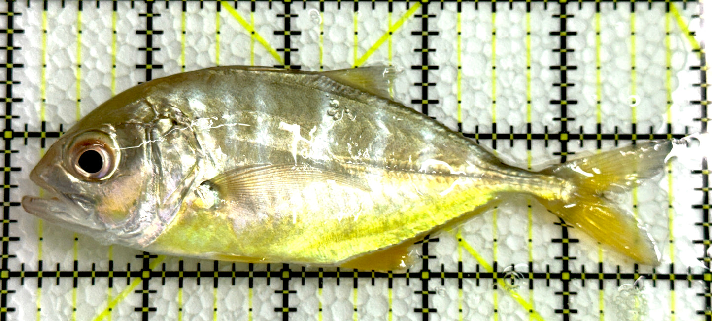 Silver Trevally ST062502 WYSIWYG Size: L 4.5" approx