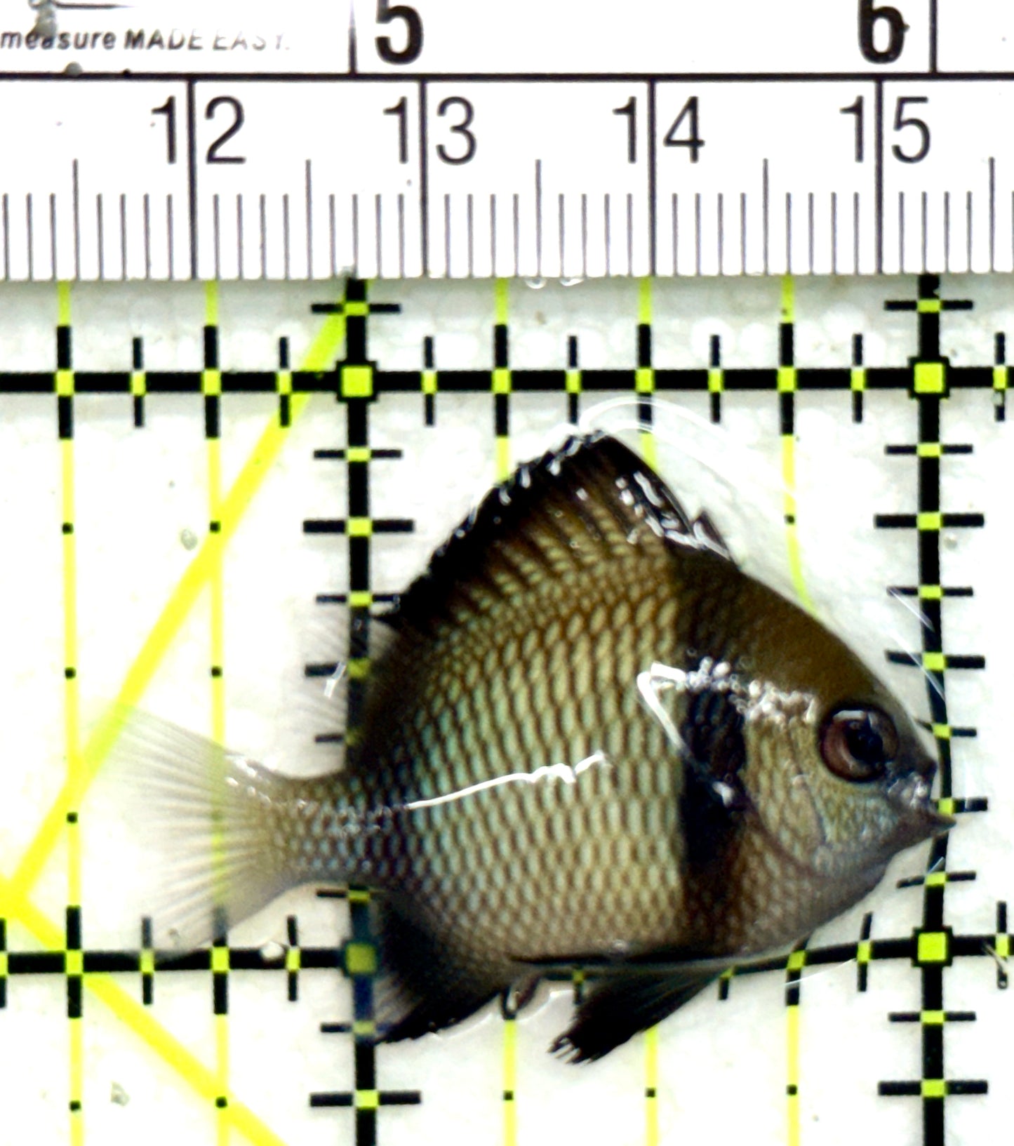 Two Stripe Damselfish TSD050502 WYSIWYG Size: S 1.5" approx