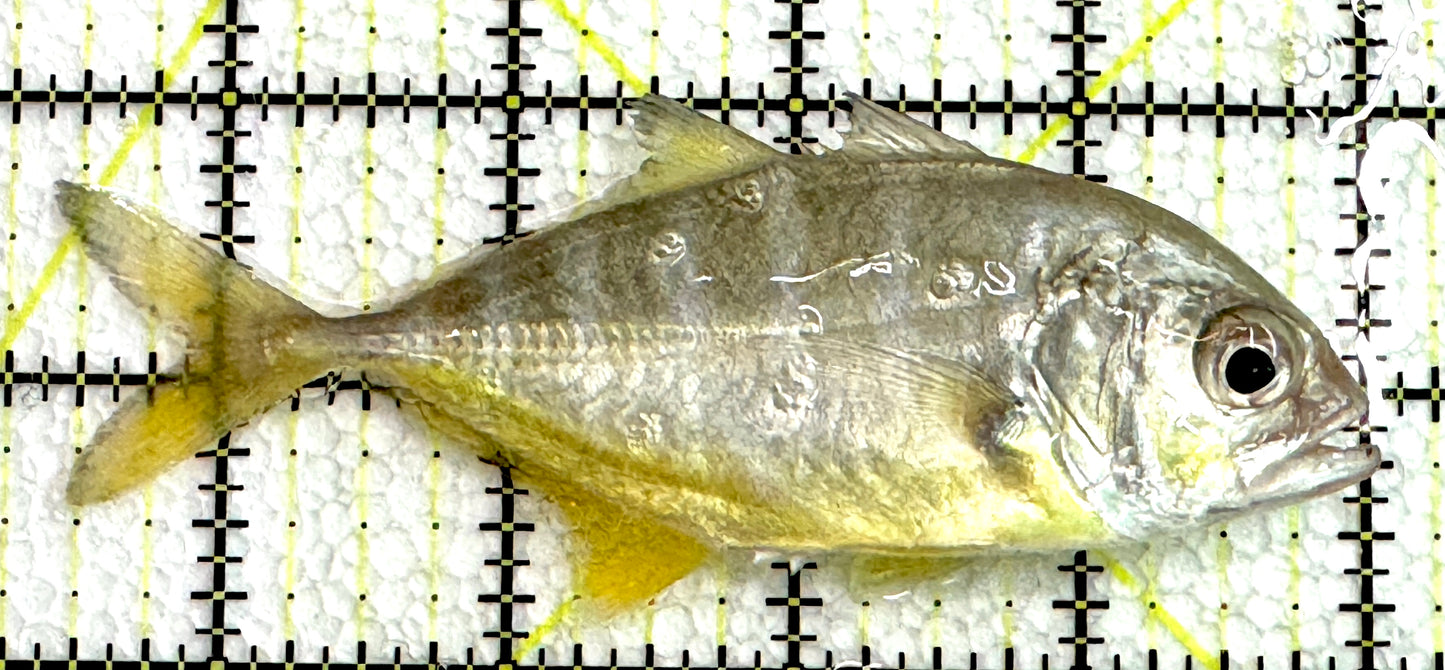 Silver Trevally ST062502 WYSIWYG Size: L 4.5" approx