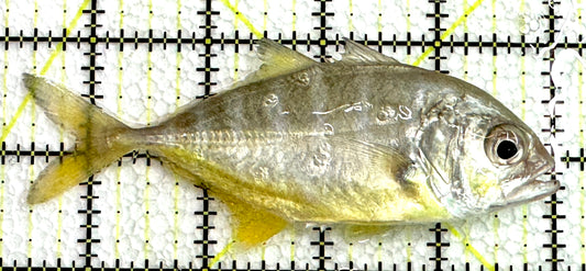 Silver Trevally ST062502 WYSIWYG Size: L 4.5" approx