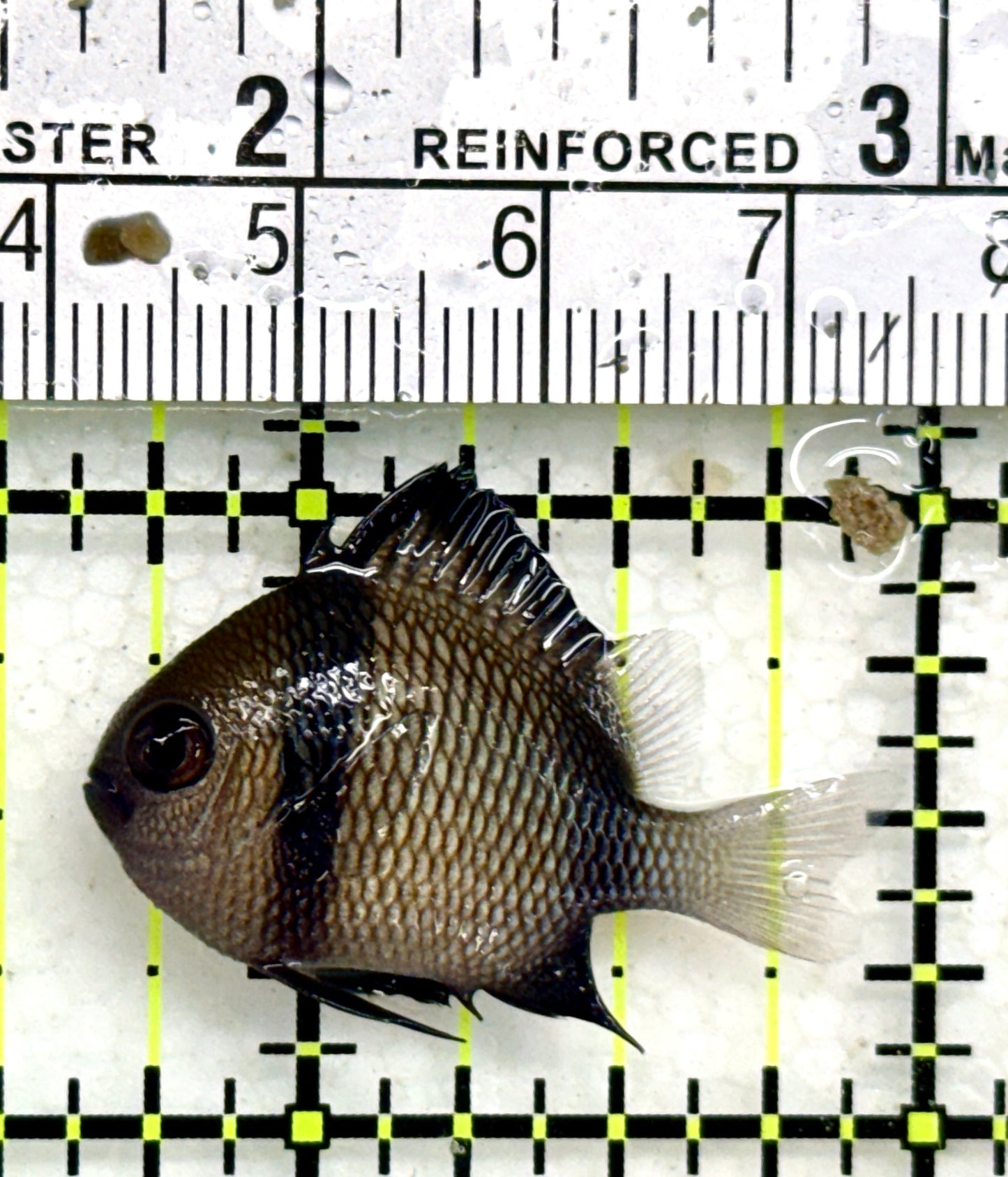 Two Stripe Damselfish TSD050503 WYSIWYG Size: S 1.25" approx