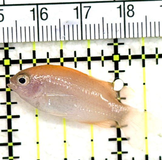 Pink Damsel PD050502 WYSIWYG Size: S 1.5" approx