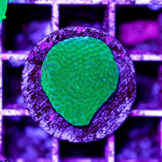 Toxic Indo Samacora Frag Mother Colony TISFMC082501 WYSIWYG