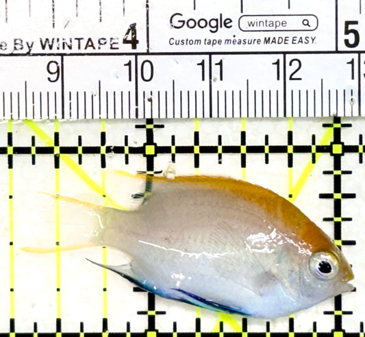 Blue Fin Damselfish BFD050501 WYSIWYG Size: S 1.75" approx