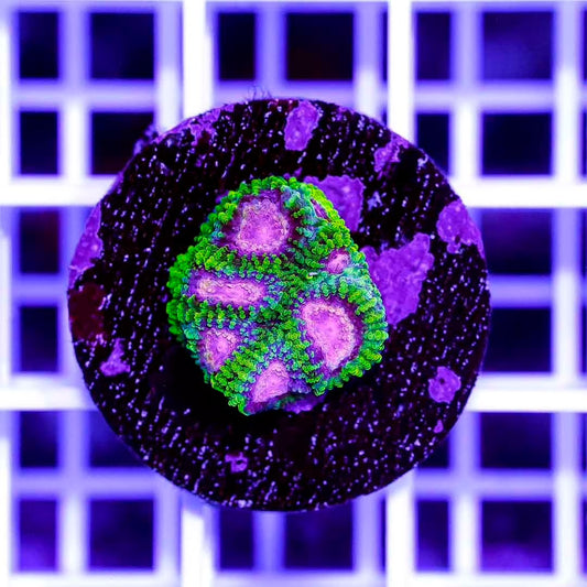Hot Indo Favia Frag Mother Colony HIFMC082501 WYSIWYG