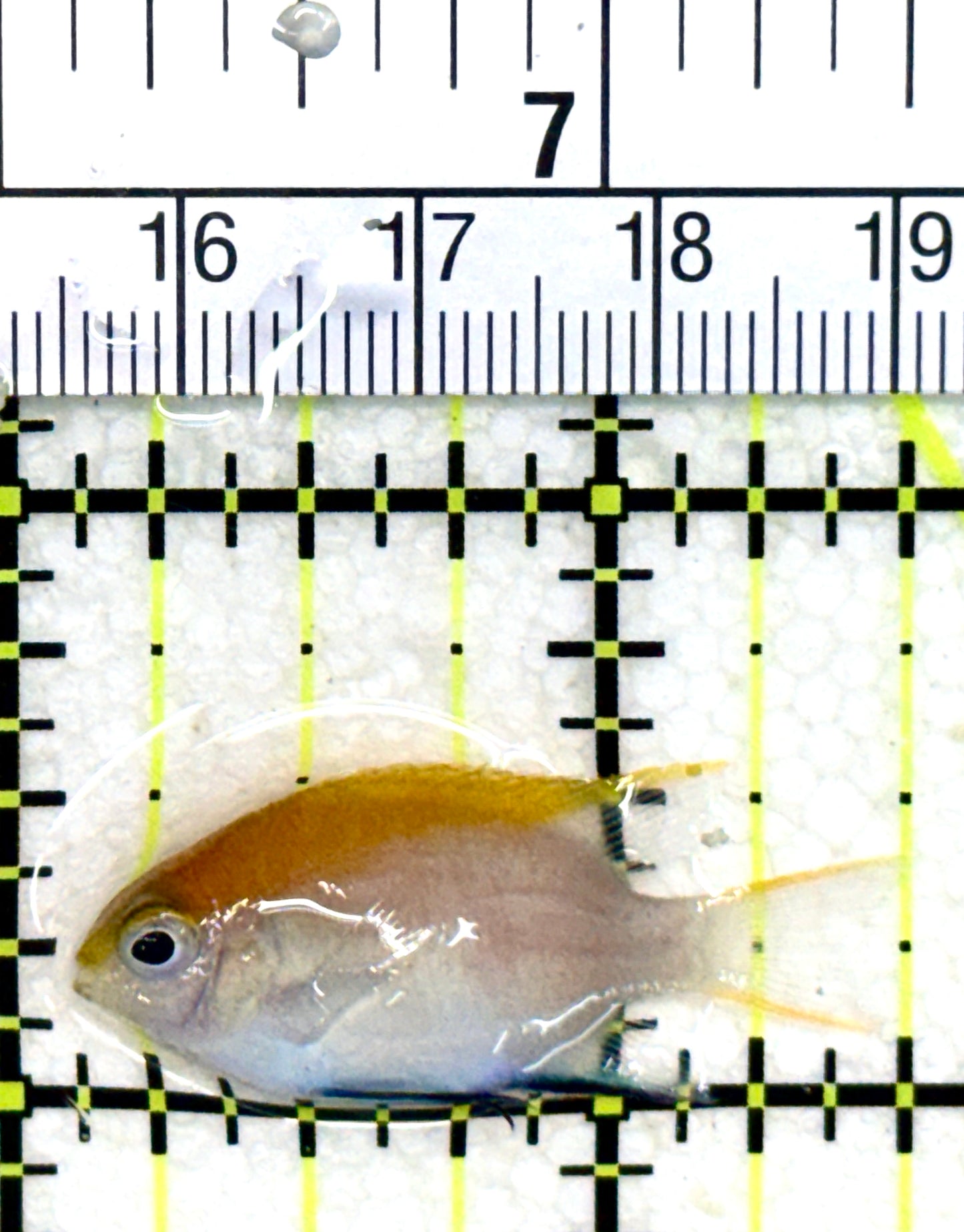 Blue Fin Damselfish BFD050502 WYSIWYG Size: S 1.5" approx