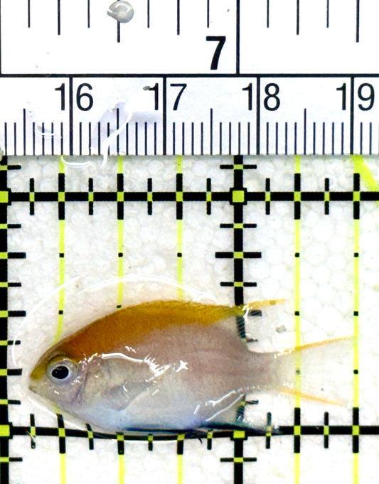 Blue Fin Damselfish BFD050502 WYSIWYG Size: S 1.5" approx