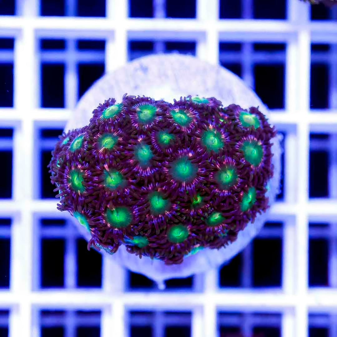 Mix Color Zoanthid Frag Mother Colony MCZFMC082501 WYSIWYG