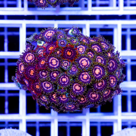 Mix Color Zoanthid Frag Mother Colony MCZFMC082502 WYSIWYG