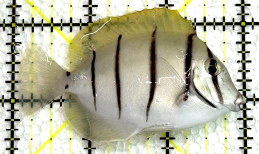 Convict Tang CT062504 WYSIWYG Size: M 3" approx