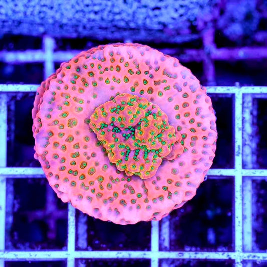 Ultra Indo Montipora Frag Mother Colony UIMFMC082501 WYSIWYG