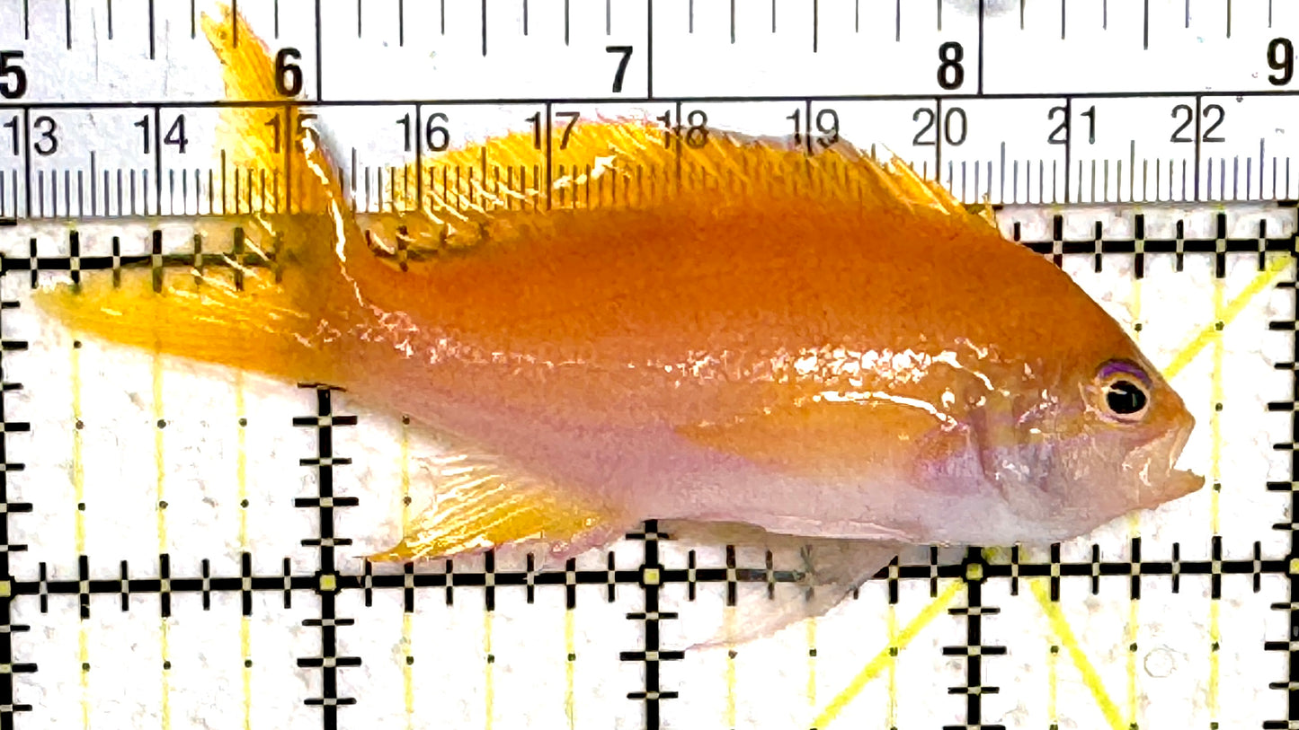Squareback Anthias (Female) SAF061401 WYSIWYG Size: L 3.75" approx