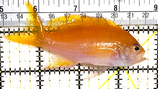 Squareback Anthias (Female) SAF061401 WYSIWYG Size: L 3.75" approx