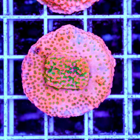 Ultra Indo Montipora Frag Mother Colony UIMFMC082502 WYSIWYG