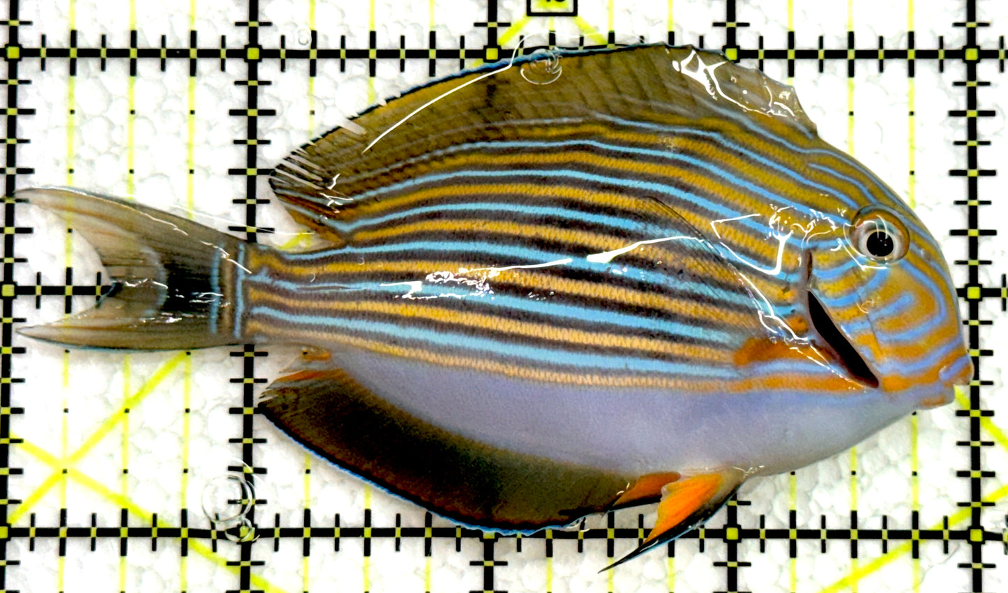 Clown Tang CT062502 WYSIWYG Size: M 4" approx
