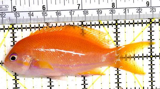Squareback Anthias (Female) SAF061403 WYSIWYG Size: XL 4.25" approx