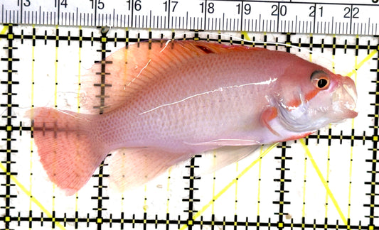 Luzon's Anthias LA061401 WYSIWYG Size: M 3.5" approx