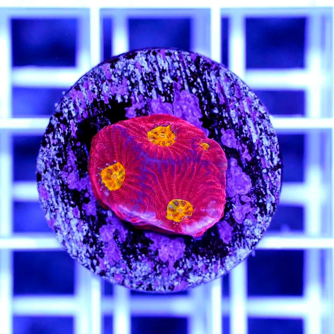 Hot Indo Favites Frag Mother Colony HIFMC082501 WYSIWYG