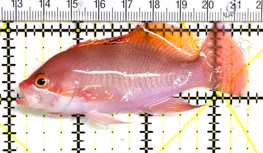 Luzon's Anthias LA061402 WYSIWYG Size: M 3.5" approx